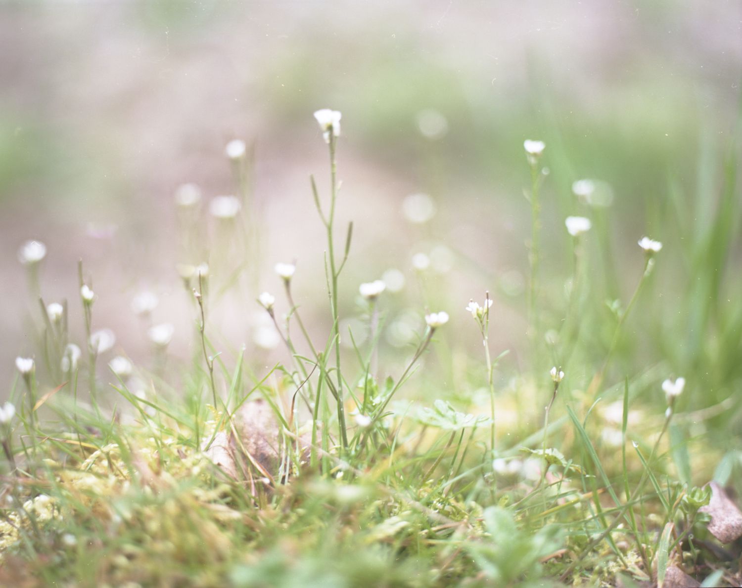 Small white flowers in soft-focus grass